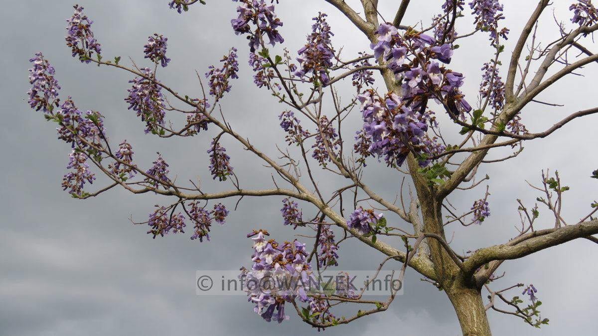 Paulownia tomentosa 013.JPG